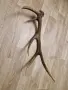 рог от елен         . , снимка 6