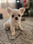 Чихуахуа, снимка 2