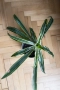 🌿 Драцена Lemon Lime – жизнена и лесна за отглеждане у дома 🌿 Готова за подарък, снимка 7