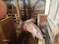 Продавам домашни прасета , снимка 2