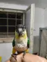 Ръчнохранена кайка, снимка 4