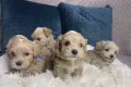 Малтипу кученца, снимка 2