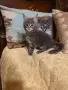 Мейн куун котета, снимка 1