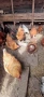 Продавам кокошки , снимка 8