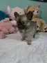 чихуахуа момиченце, снимка 2