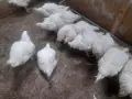 Кокошки                    ., снимка 6