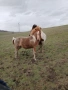 Продава се заплодена кобила с конче, снимка 4