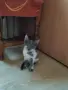 Томи и Лили си търсят дом!, снимка 8
