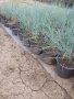 Синя трева фестука (Festuca glauca), снимка 3