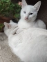 котенца бели,4 мес, снимка 10