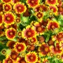 🧡 Гайлардия /Gaillardia/ 🧡, снимка 1