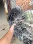Куче за трюфели , снимка 6