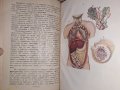 Антропология 1932 год. Учебник за 2ри клас на прогимназията, снимка 4