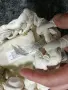 Нова. Дамска оригинална чантичка. ZARA , снимка 8