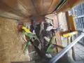 различни видове птици , снимка 3