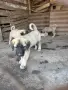 Продавам Чистокръвни Кангалчета, снимка 6