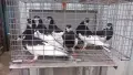 Ямболски Акмани , снимка 6
