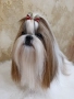 Кученца Ши Тцу /SHIH TZU FCI pedigree , снимка 7