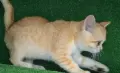 Британски и шотландки котета, снимка 5