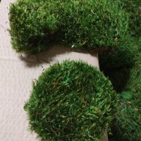 Косовиден скандинавски естествен мъх - Hair Moss, снимка 4 - Декорация за дома - 39358385