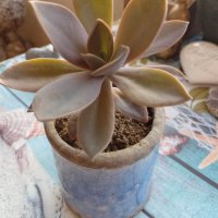 красиво екзотично растение от остров Мадейра в ретро керамична саксия, снимка 2 - Стайни растения - 41057999