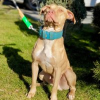 Питбул за разплод/pitbull rednose, снимка 5 - Питбул - 41796263