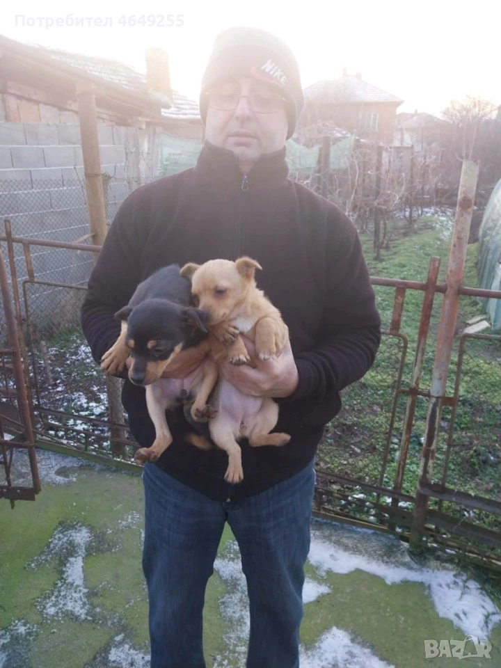 Кученца(пинчери), снимка 1