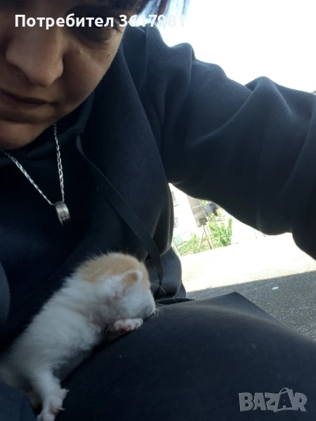 малки сладки пухчета, снимка 1