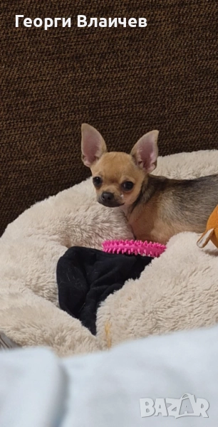 Мини чихуахуа женско, снимка 1