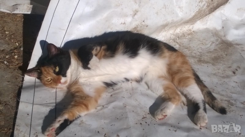 коте, снимка 1