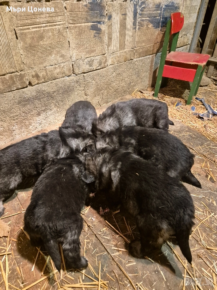 бебета кавказка овчарка , снимка 1