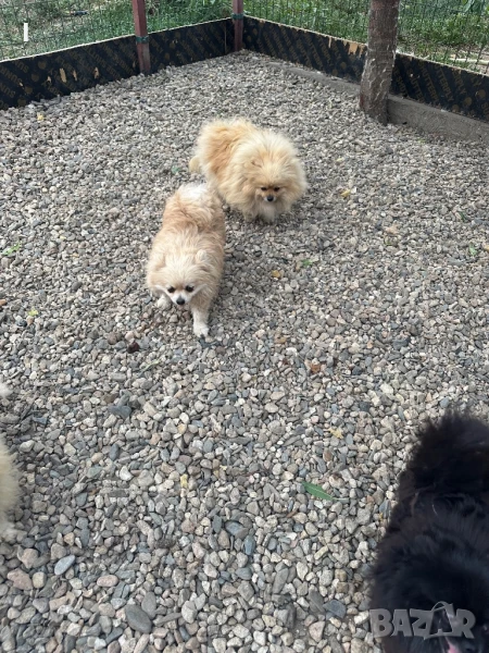 Померан, снимка 1