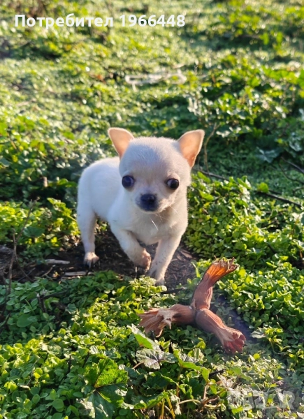 Мини чихуахуа мъжко , снимка 1