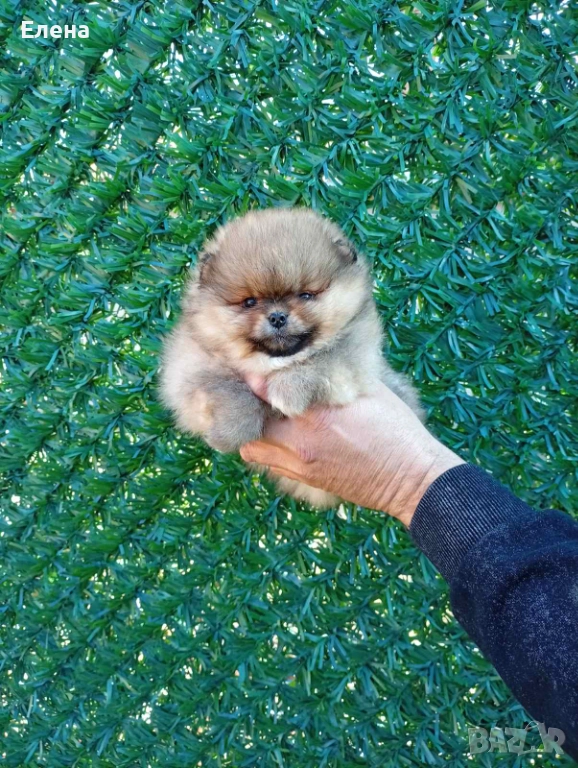 Померан , снимка 1