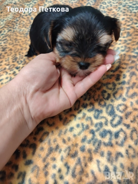 йоркширски териер , снимка 1