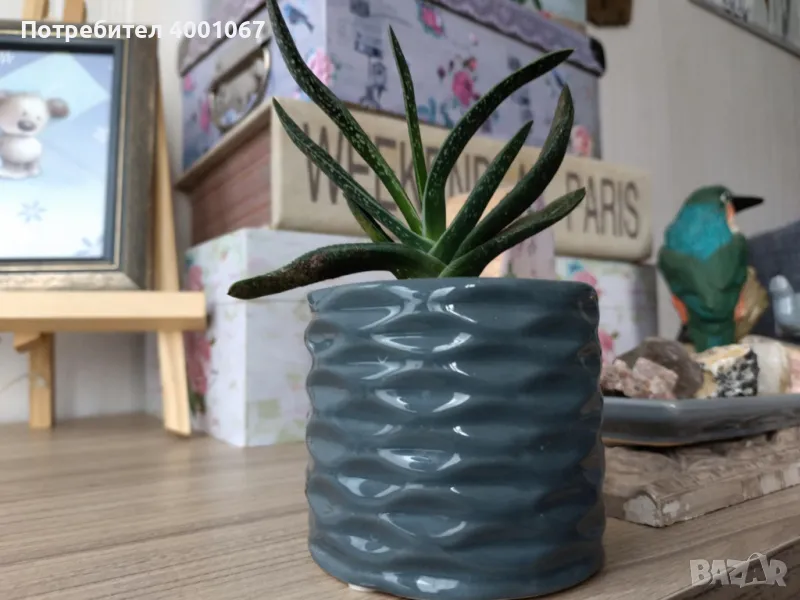 стайно растение от Малта. Вечнозелено, непретенциозно, снимка 1