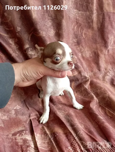 Чихуахуа момиче, снимка 1