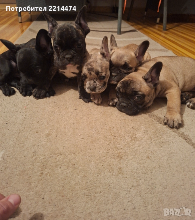 Френски булдочета, снимка 1