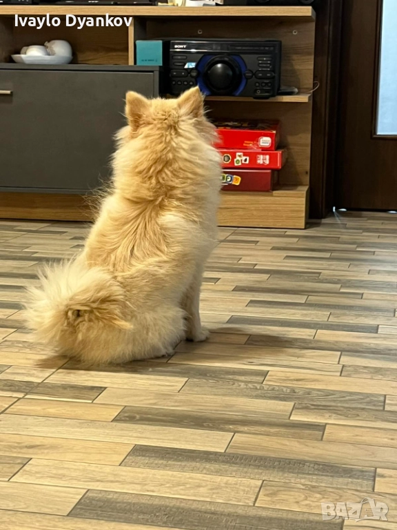 Померанче, снимка 1