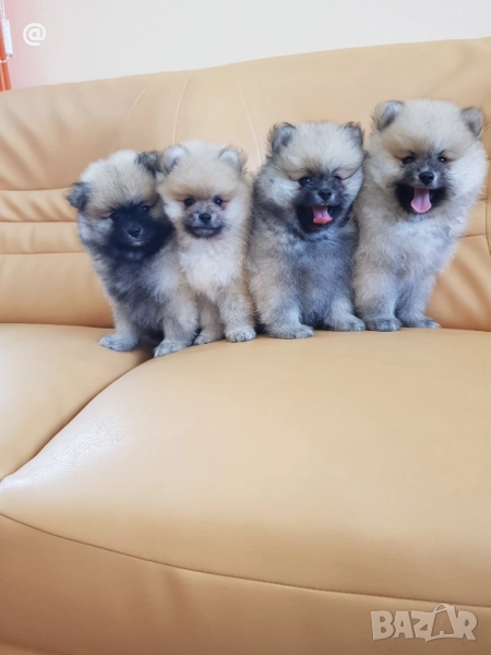 Померан померани Гр. София, снимка 1