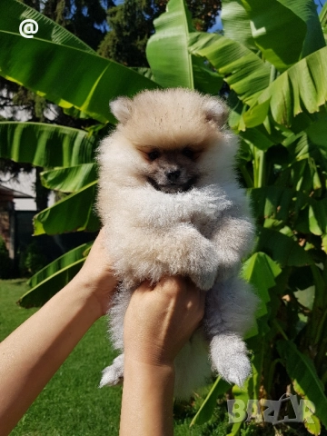 Померан померанчета свободни!, снимка 8 - Померан - 51699800