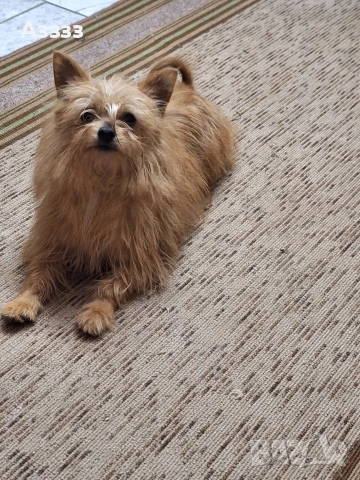 Йоркширски териер