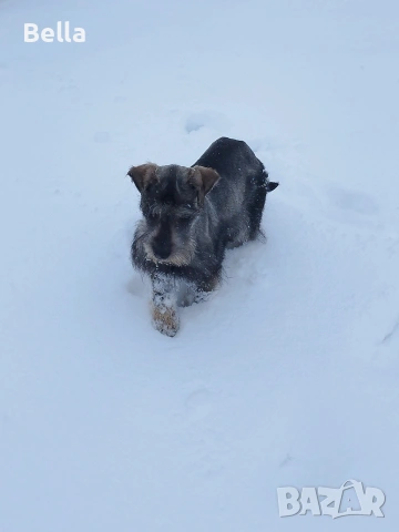 Мини шнауцер , снимка 13 - Други - 53119397