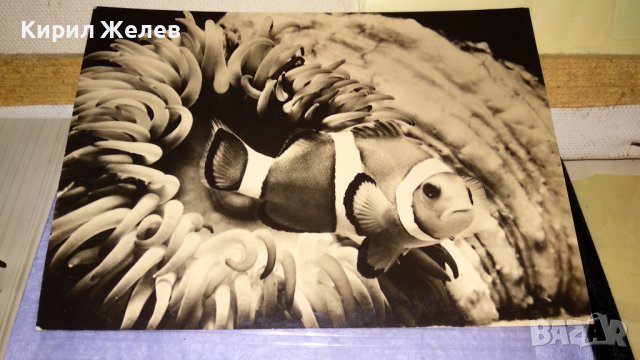 ЛОТ ЧЕТИРИ СТАРИ ПОЩЕНСКИ КАРТИЧКИ МОРСКА ФАУНА - НЕМСКИ КРАСИВИ 32459, снимка 3 - Филателия - 38652723