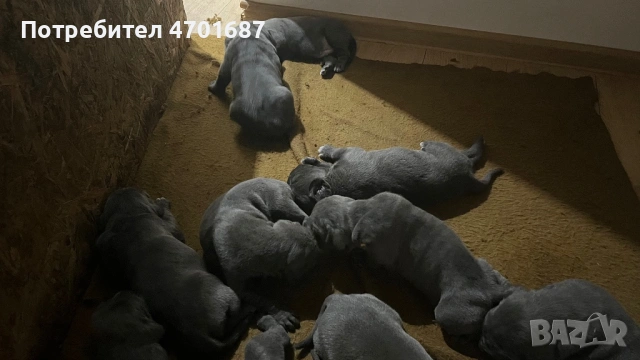 Бебета Кане Корсо, снимка 4 - Кане корсо - 53012158