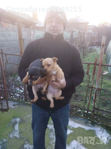 Кученца(пинчери)