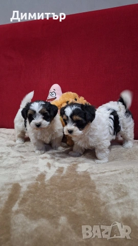 Бийвър йоркширски териер