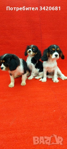 Кавалер кинг чарлз шпаньол , снимка 4 - Кавалер кинг чарлз шпаньол - 53398733