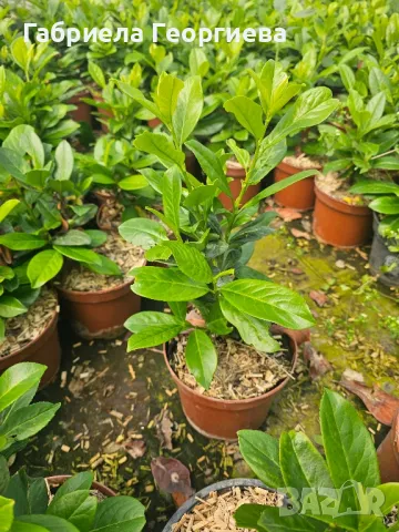 лавровишна , снимка 4 - Градински цветя и растения - 50213179