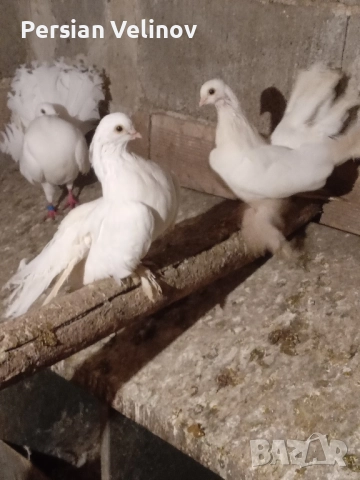 Продавам гълъби *, снимка 4 - Гълъби - 52367362